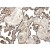 Immunohistochemistry-Paraffin: MMP10 Antibody (MM0019-9G10) [NB110-60990] - Formalin fixed and Paraffin embedded human placenta tissue section was subjected to IHC staining.